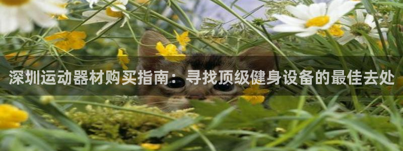 意昂体育3招商电话地址：深圳运动器材购买指南：寻找顶